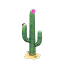 Cactus|Blooming