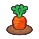 Ripe carrot plant