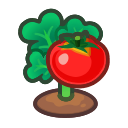 Ripe tomato plant