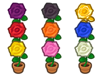 All Rose Plant