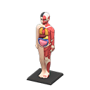 Anatomical Model