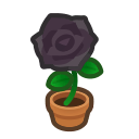 Black-rose Plant