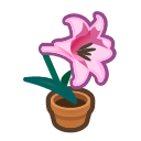 Pink-lily Plant