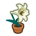 White-lily Plant